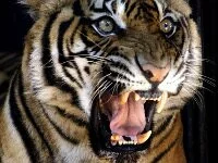 В Кельне директор зоопарка убил тигра, который загрыз смотрителя